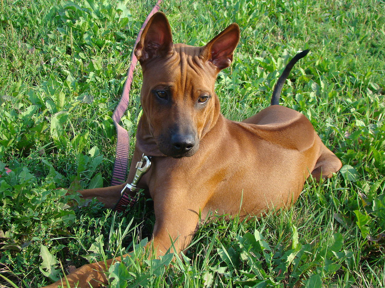 Тайский риджбек: описание породы, характер собак