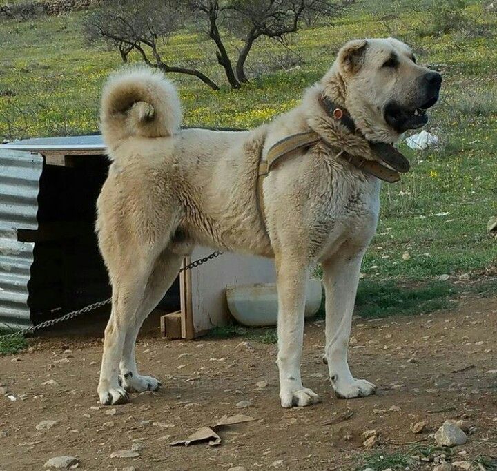Кангал — порода собак