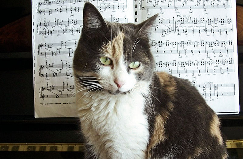 Успокаивающая музыка для кошек