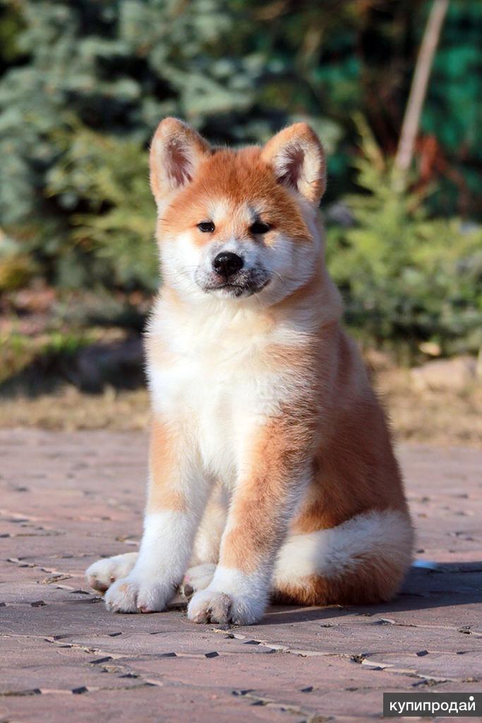 Акита-ину (японская акита) — порода собаки