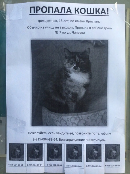 Что делать, если пропал кот
