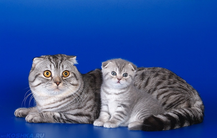 Британская вислоухая кошка — шотландская порода котов