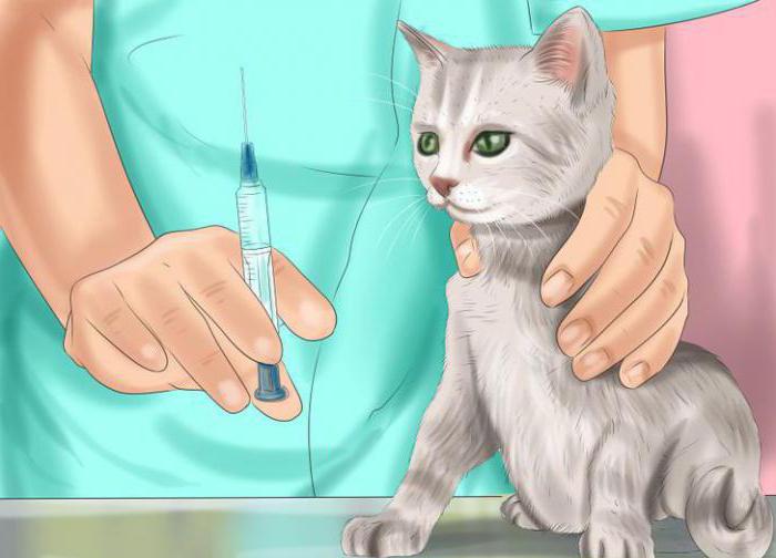 Иммунодефицит у кошек: вирус, ВИК, СПИД, что это такое