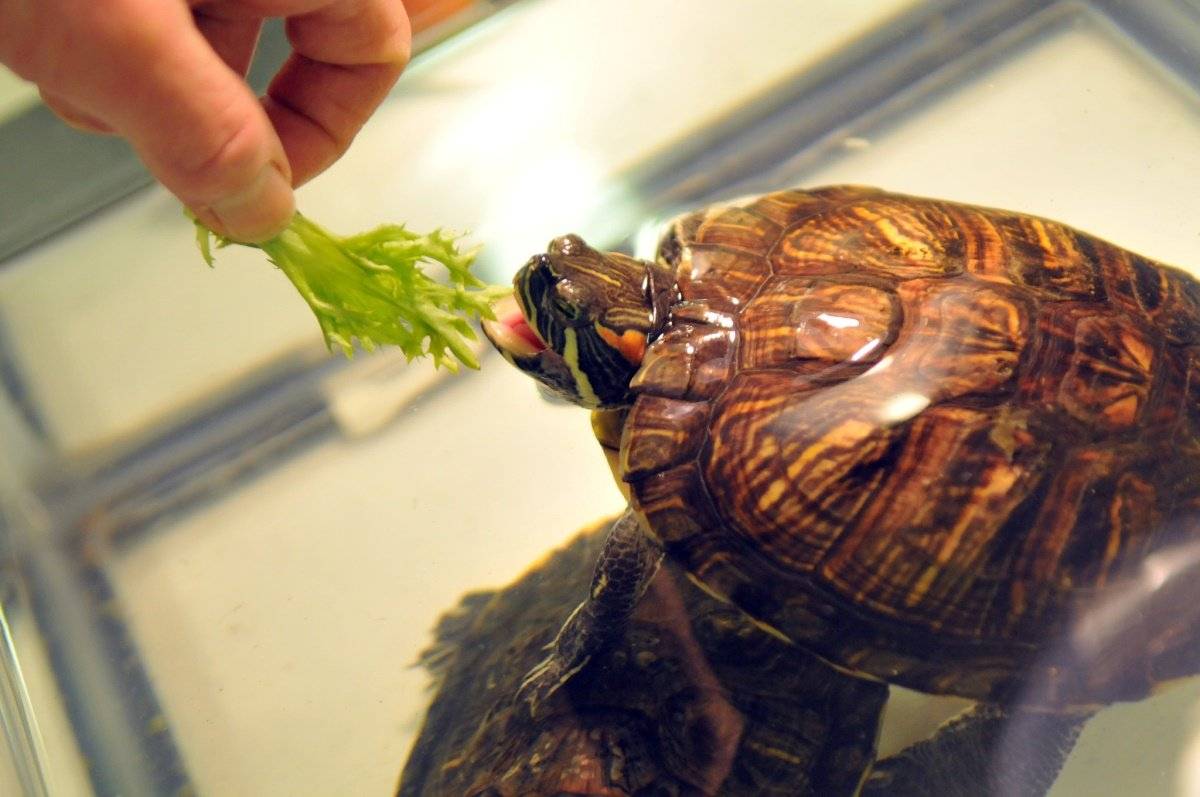Красноухая черепаха — где живет и как за ней ухаживать