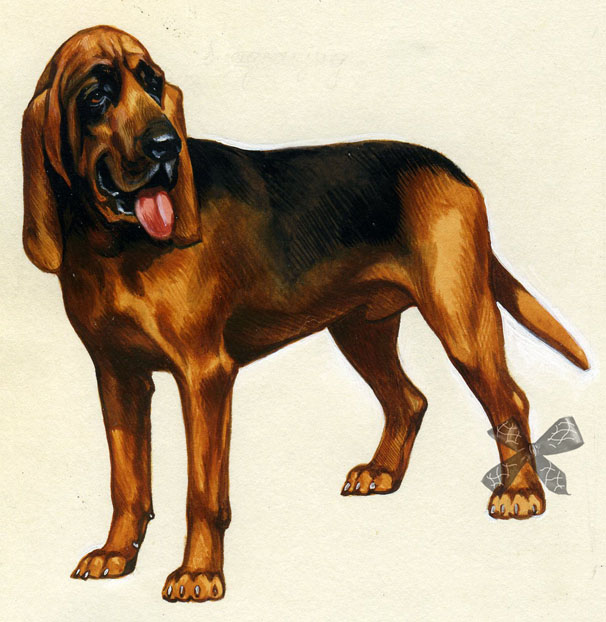 Бладхаунд (собака гончая): описание породы