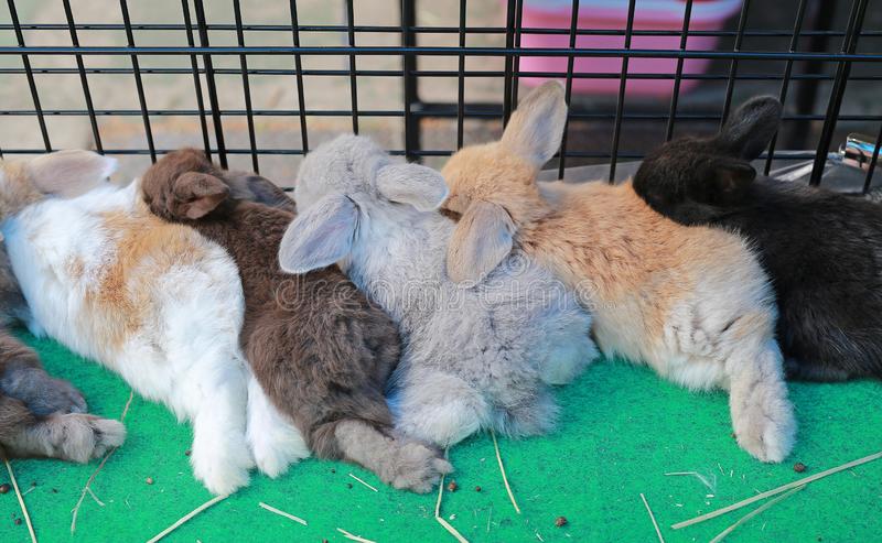 Как спят декоративные кролики и сколько в сутки
