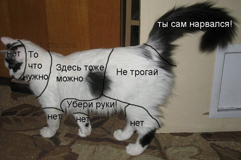 Нужно ли брить яйца коту