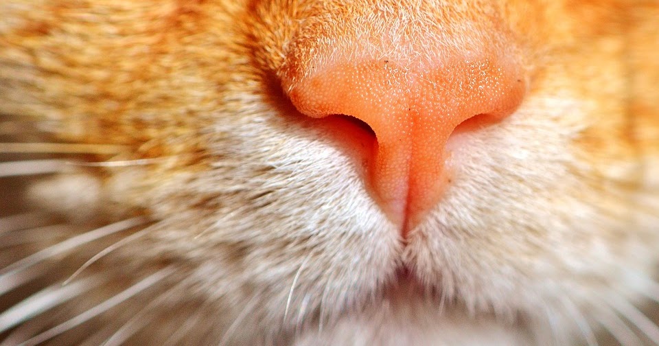 Какой нос должен быть у здоровой кошки и кота