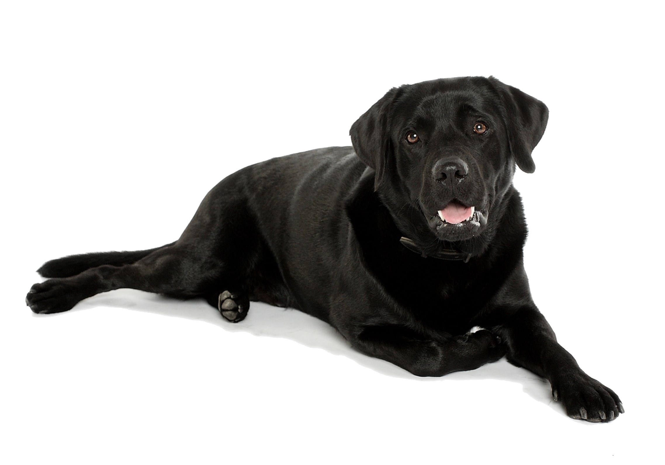 Черный лабрадор: как выглядит щенок, описание подвида