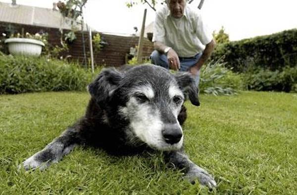 Самая старая собака в мире: сколько она прожила