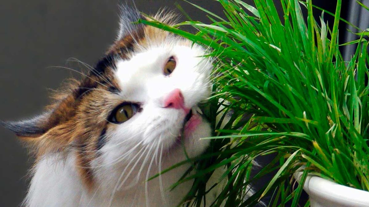 10 кошачьих привычек, от которых в восторге все хозяева