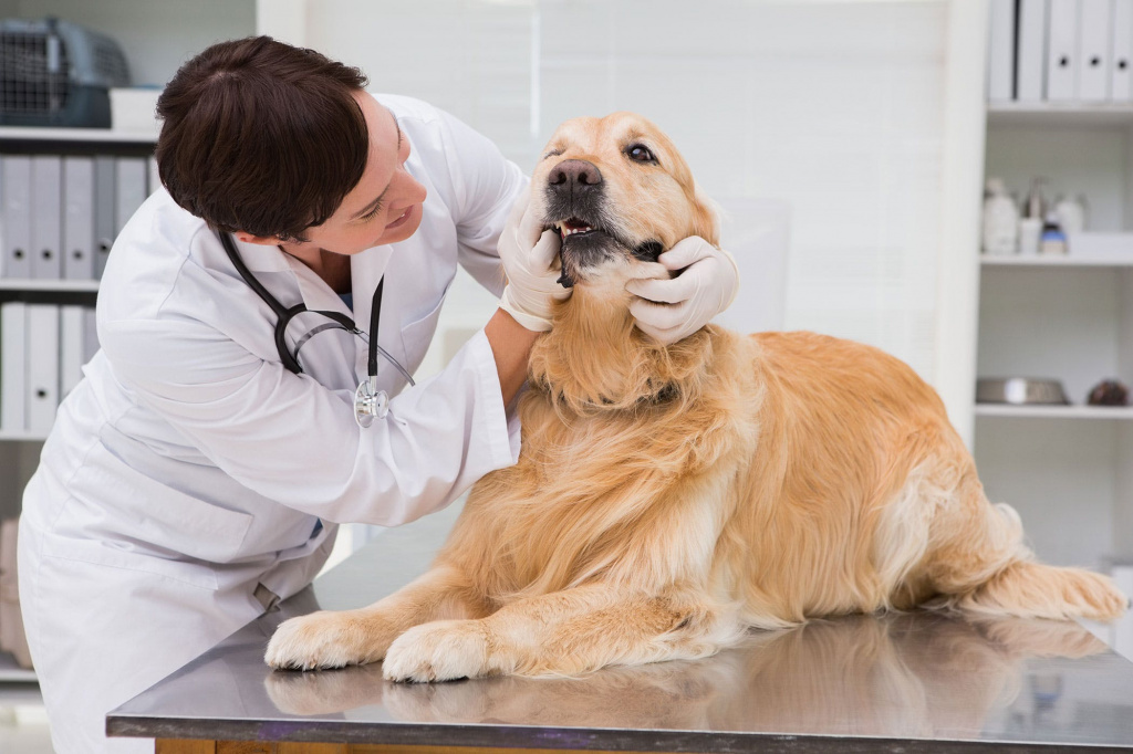 Заболевания нервной системы у собак