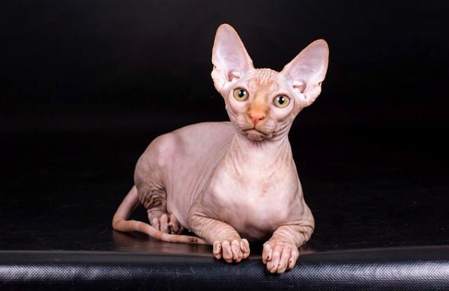 Кошка сфинкс: порода в стиле «ню»