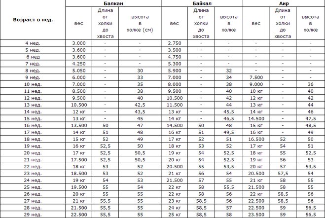 Вес немецкой овчарки по месяцам: таблица