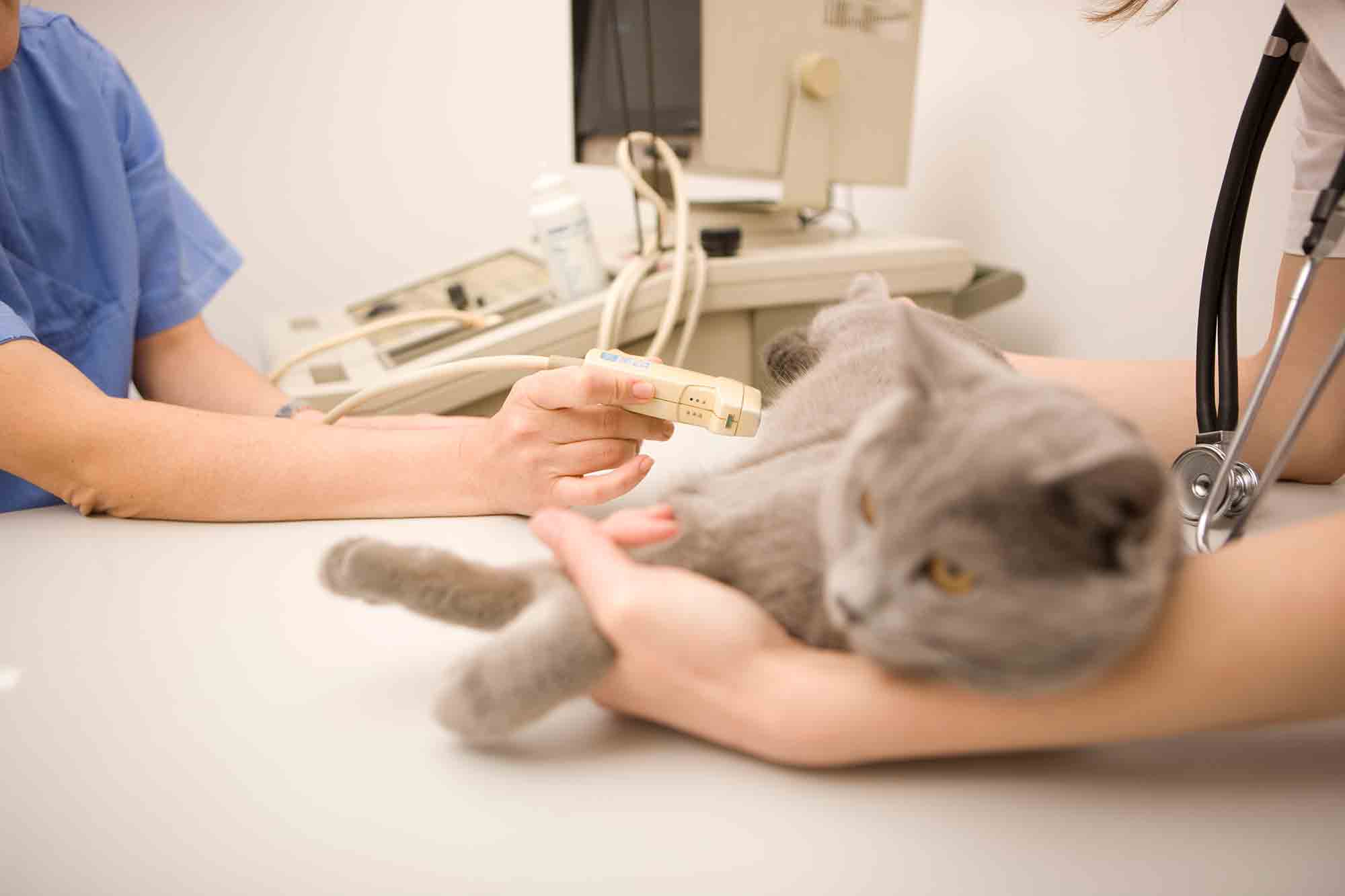 Усыпить кошку: варианты в домашних условиях и без ветеринара