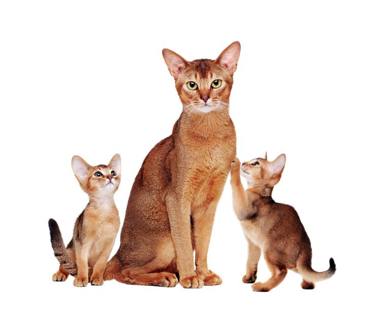 Абиссинские кошки и коты