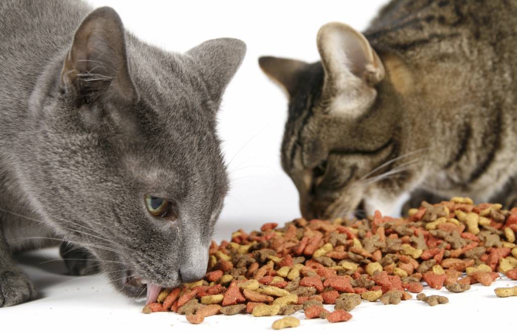 Почему стоит отучить кота от сухого корма и как правильно это сделать