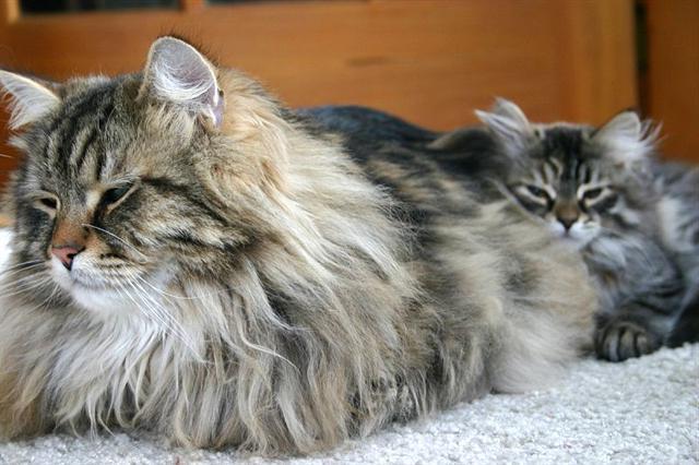 Пушистые кошки: породы и особенности ухода