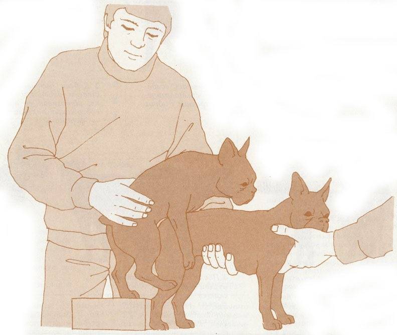 Особенности вязки собак