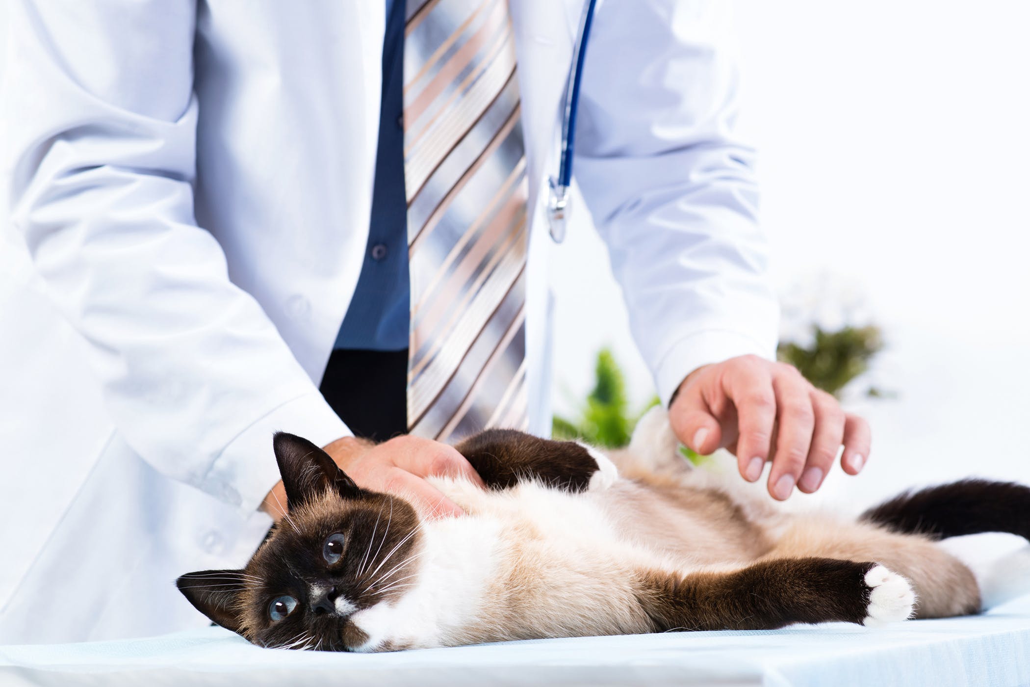Болезни почек у кошек: симптомы и лечение
