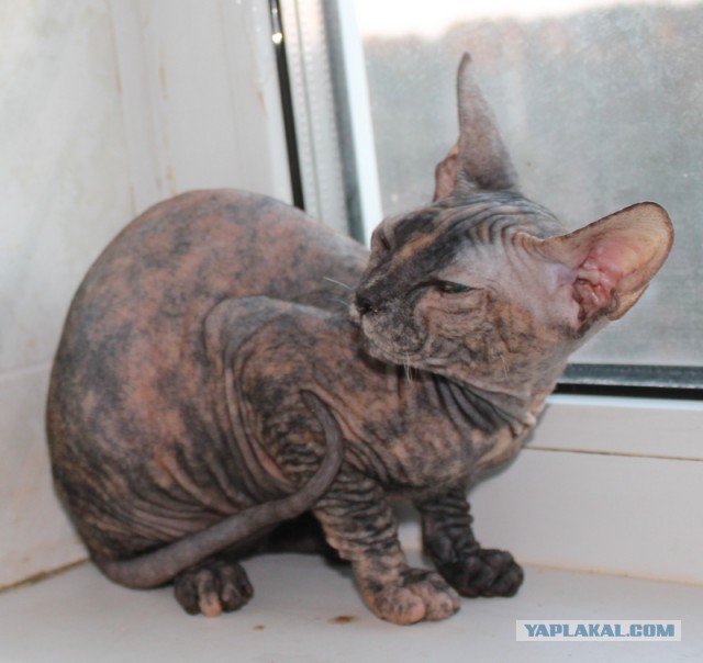 Черепаховая кошка — характер питомца и примеры основных пород