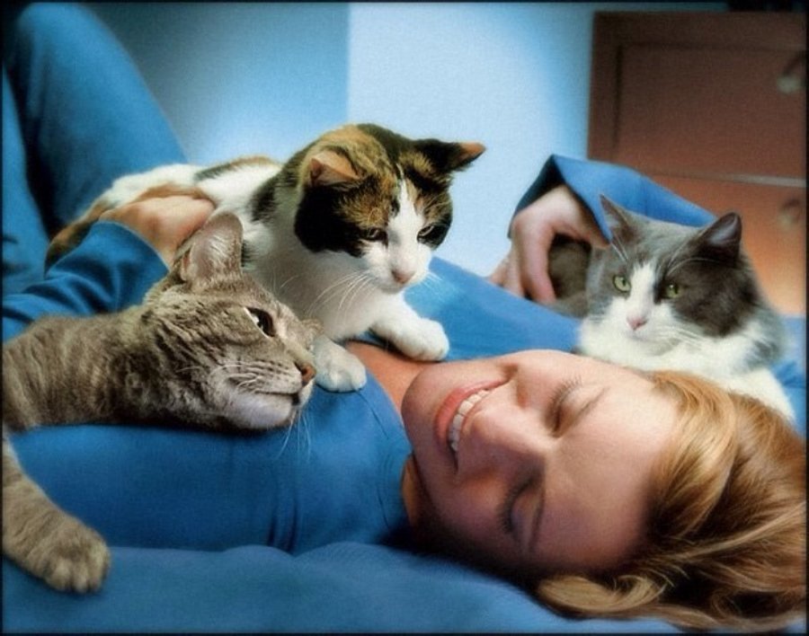 Любовь кошек и людей укрепляет здоровье