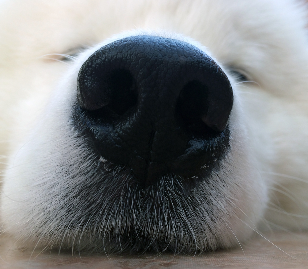 Сухой нос у собаки и теплый: причины и что это значит