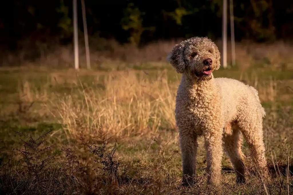 Лаготто романьоло: описание единственной в мире собаки, умеющей искать трюфели