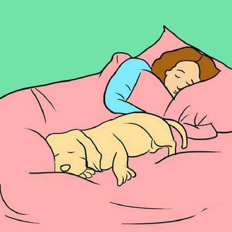 Как приучить щенка спать ночью на своем месте одному