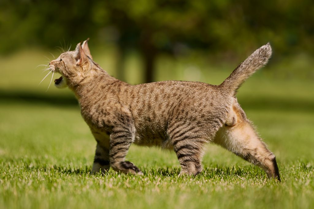 Пиксибоб кошка — интересная порода