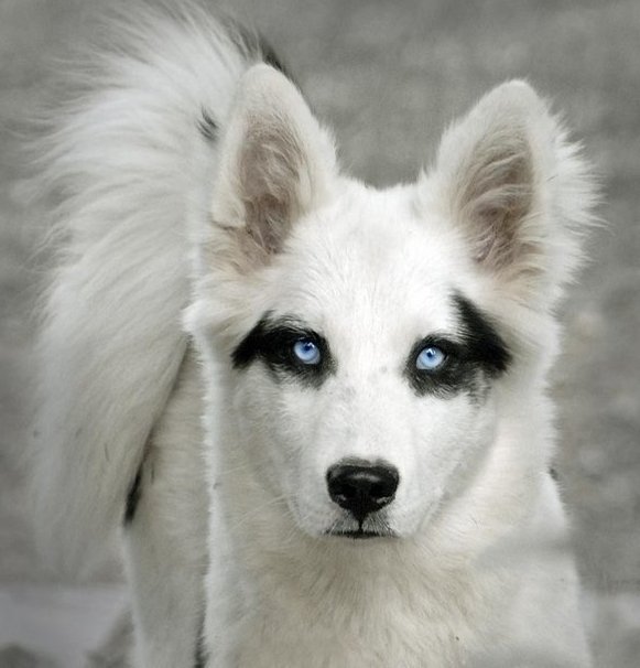 Порода собак с голубыми глазами. Якутская лайка. Якутская лайка белая. Якутская лайка и хаски. Породы собак Якутская лайка.