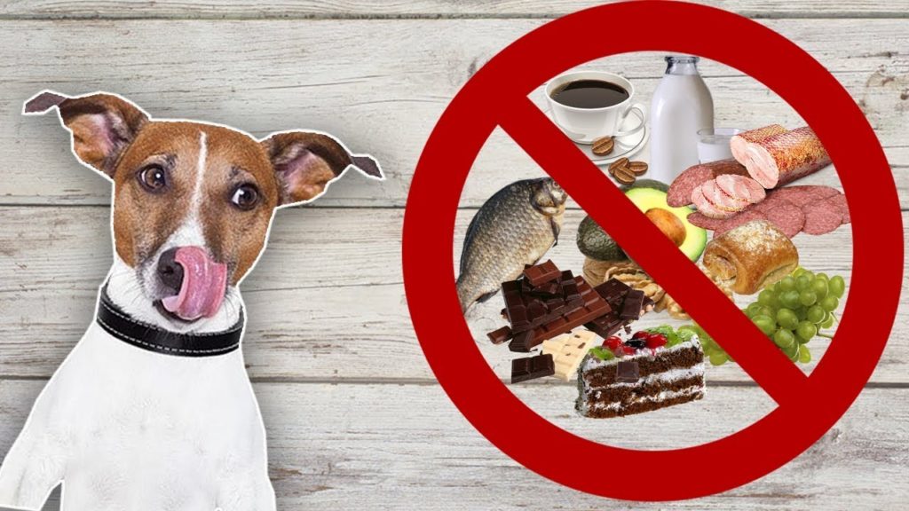 Почему собакам нельзя свинину: можно кормить или нет
