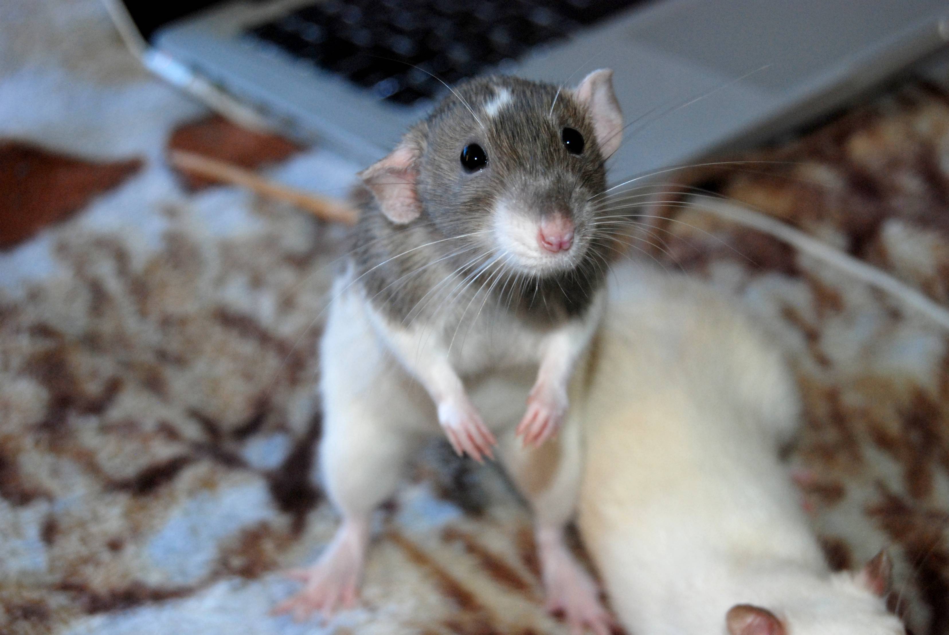 Как дрессировать крысу в домашних условиях