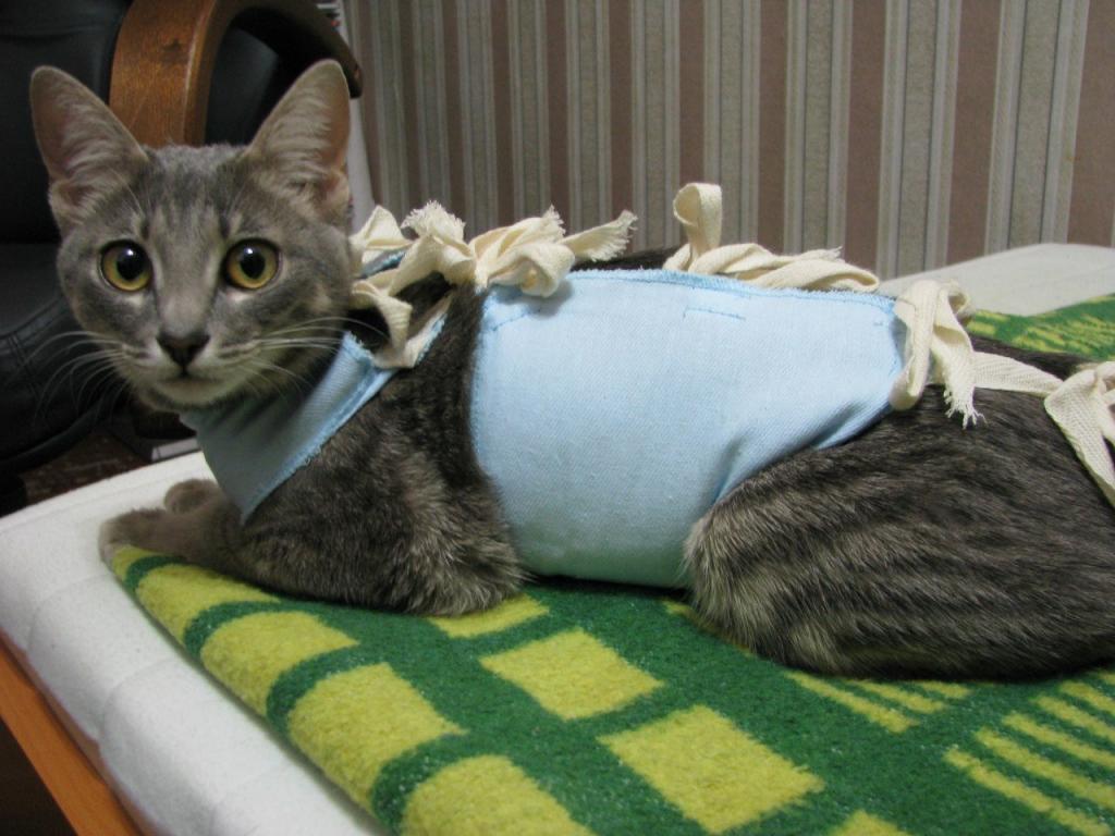 Что такое попона для кошки после стерилизации