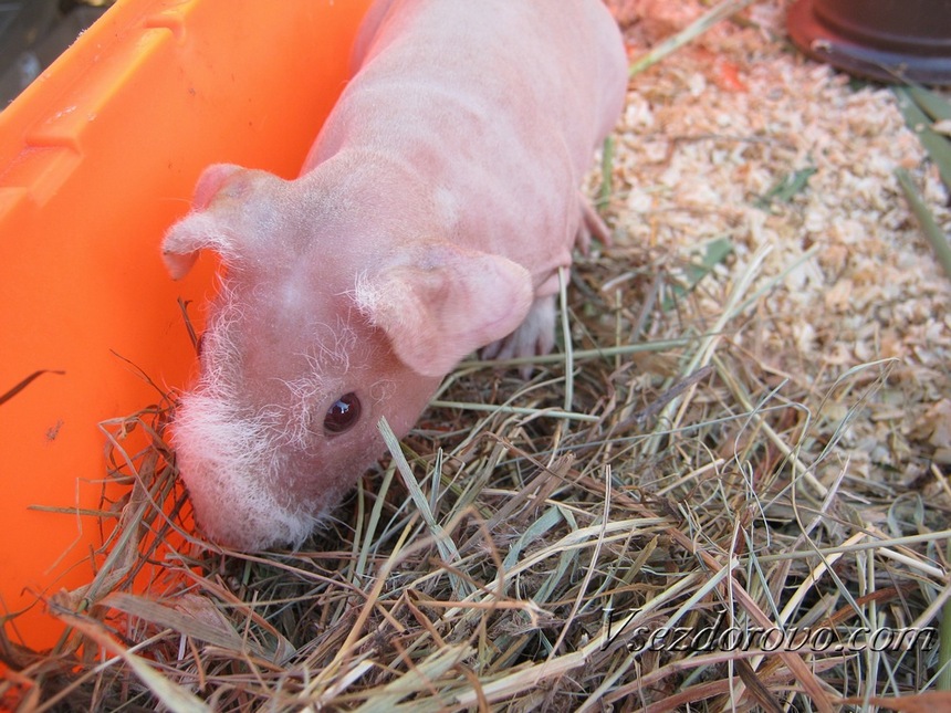 Лысая морская свинка — содержание видов без шерсти