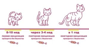 Прививки котятам: какие и когда делать, в каком возрасте