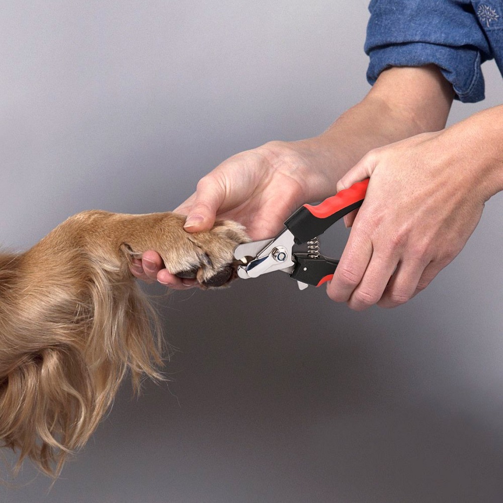 Как подстричь собаку в домашних условиях