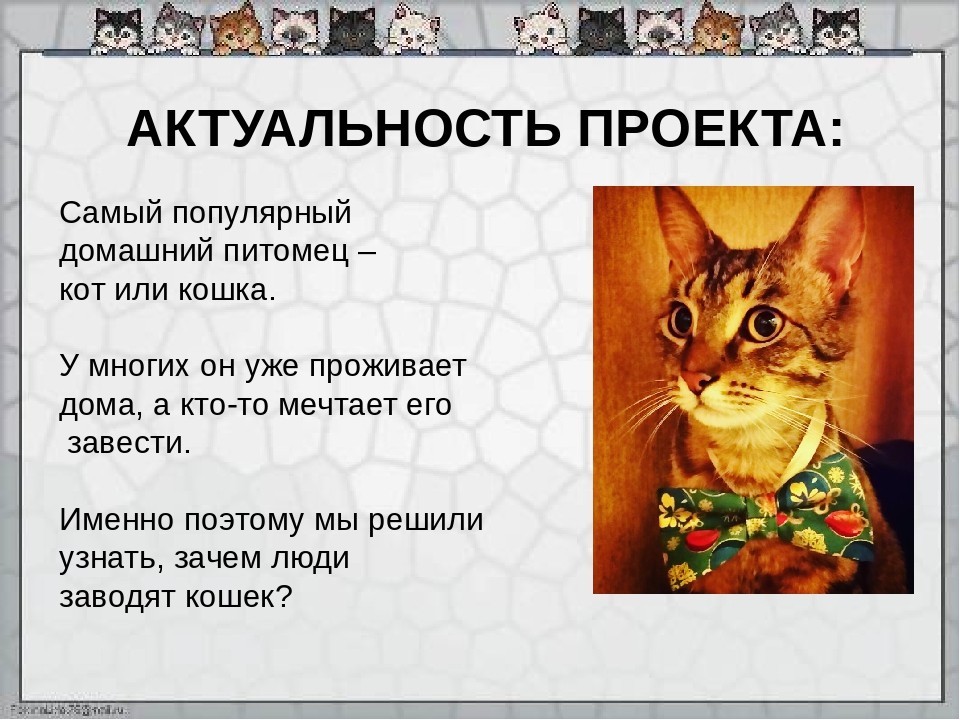 Кого завести: кота или кошку? Взвешиваем за и против