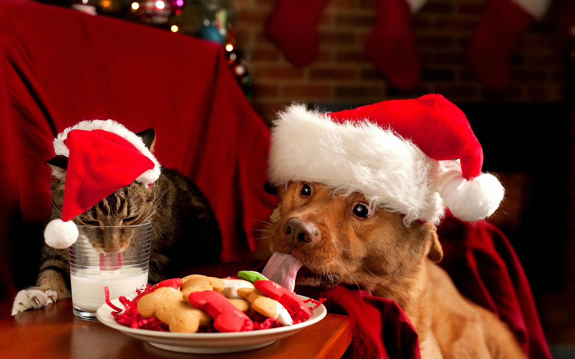Как пережить Новый год кошкам и собакам дома?