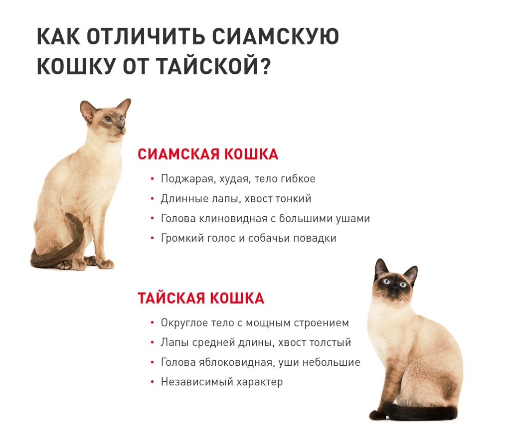 Тайская кошка: описание породы и характера