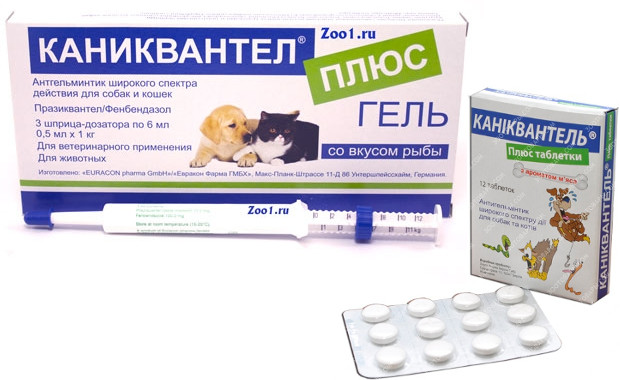 Максидин: особенности препарата для лечения кошек