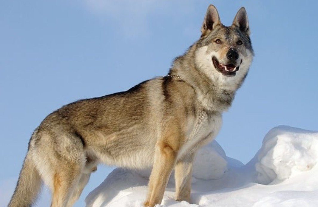 Итальянский волк (Лупо итальяно, итальянская волчья собака)