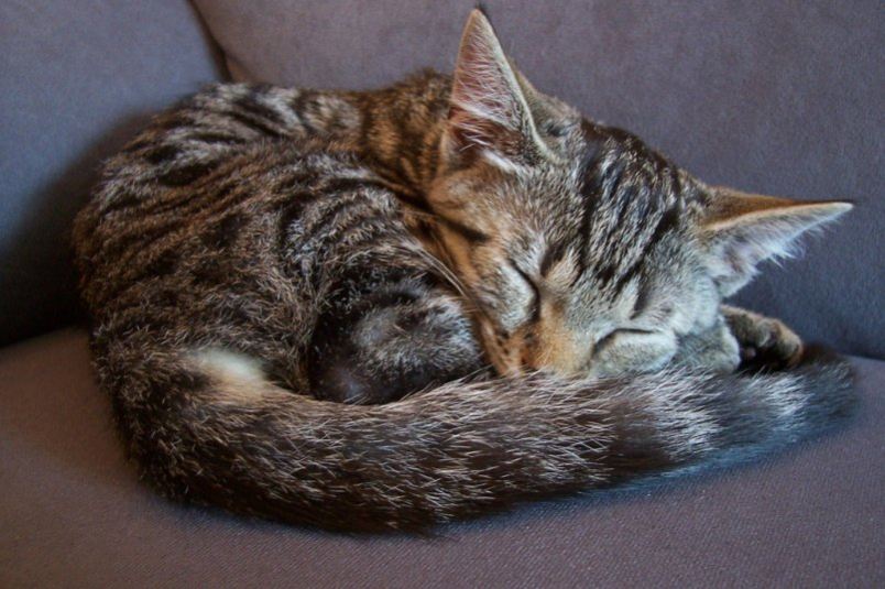 Почему коты так много спят и что им снится