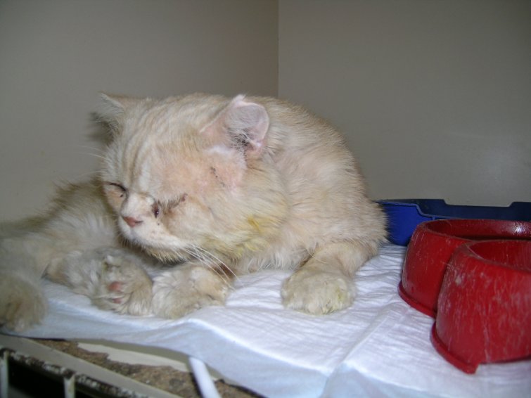 Гемобартонеллёз: лечение инфекционной анемии у кошек