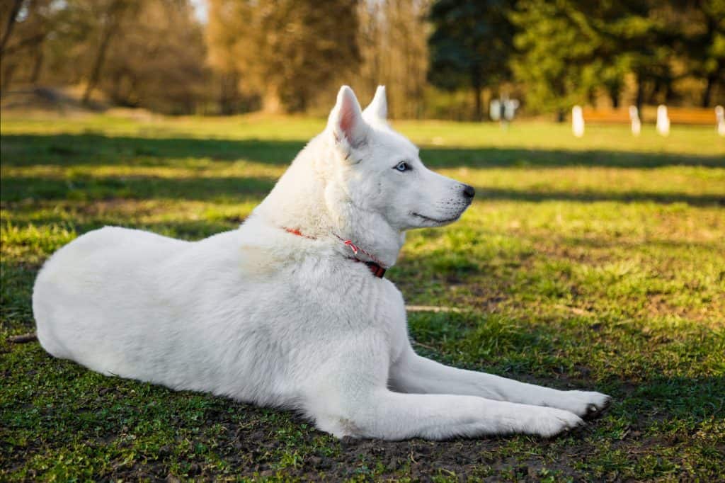 Белая собака: породы пушистых собак белого окраса
