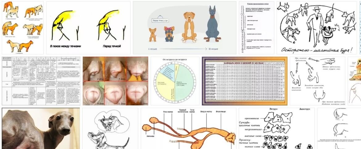 Дни течки у собак. Течка у собак Продолжительность средних пород. Сколько длится течка у собак. Сколько длится т4чка у собака. Сколько длится течка усабак.