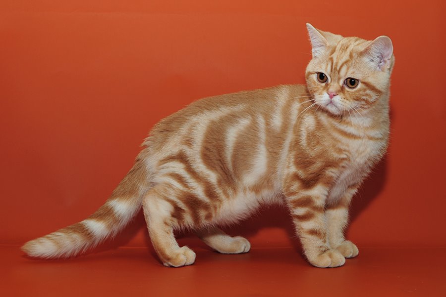 Палитра окрасов британской кошки