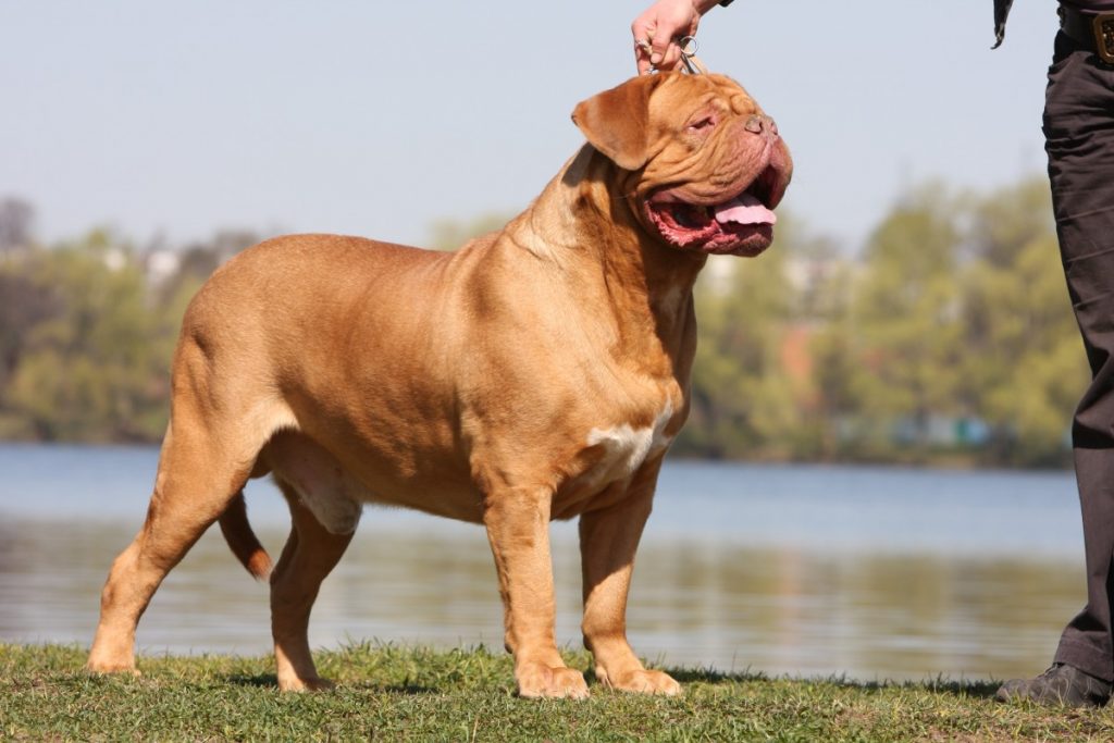 Бойцовские собаки: виды пород, список, какая самая сильная
