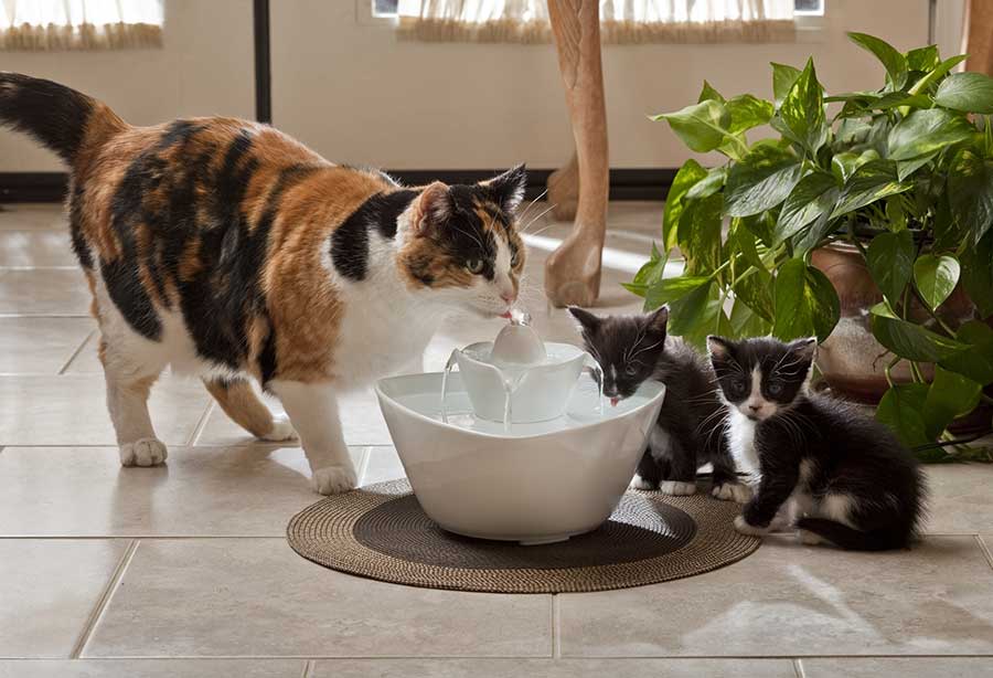 Почему нужно заставлять кошку пить больше воды