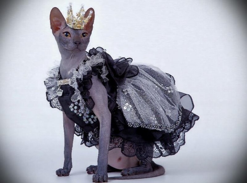 Кошка в красивом платье